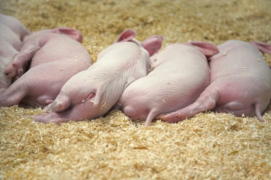 Private Lagerhaltung von Schweinefleisch