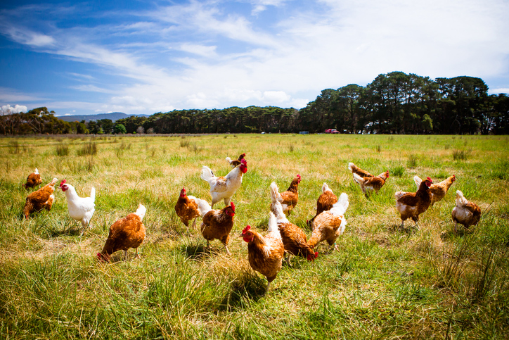 Ernährungsumstellung für Klima und Gesundheit:Hinter den Kulissen der Stanford-Studie