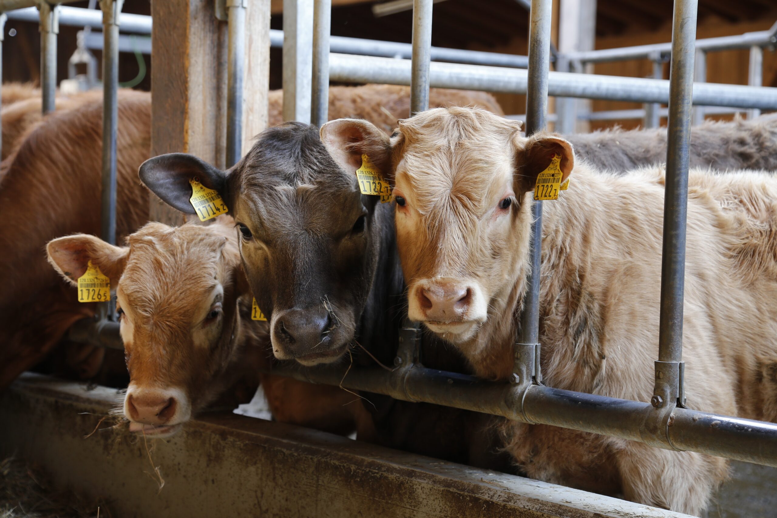 Dem Schmallenberg-Virus richtig vorbeugen
