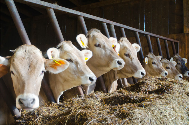 70 Tiere wegen Rinderseuche in Bayern getötet