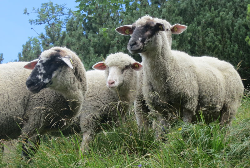 Regionalprojekt Bio-Lammfleisch