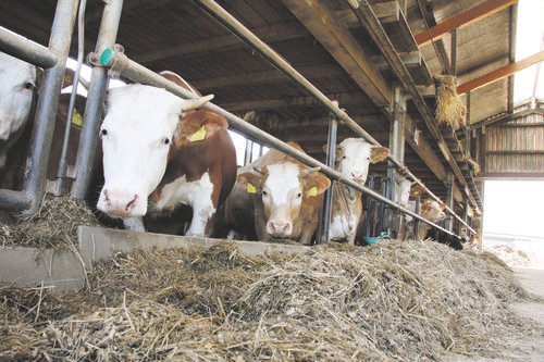 Schweiz kauft heimische Schlachtrinder