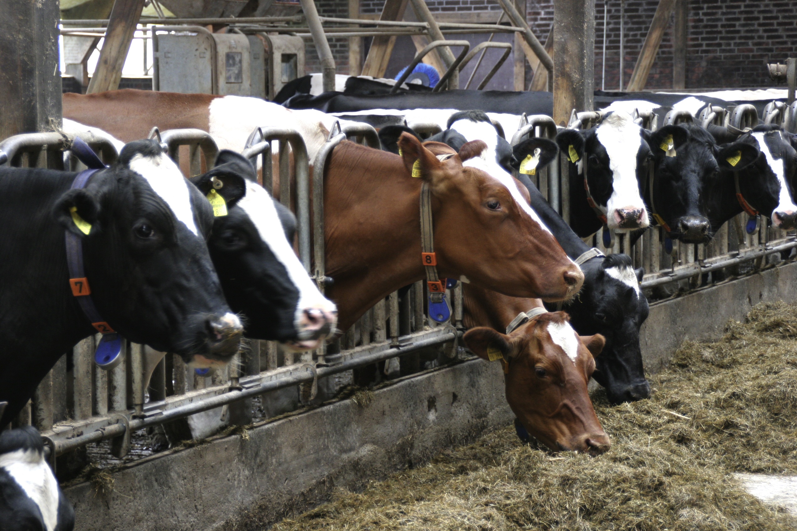 Rinderzucht Austria: Projektstart „NEU.rind” für ökologischen Fußabdruck
