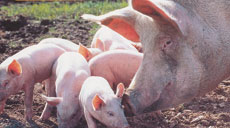 Schweinebauern für Herkunftskennzeichnung