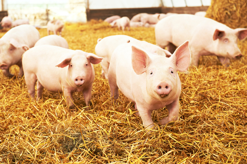 Nur zwei Prozent Bio-Schweine