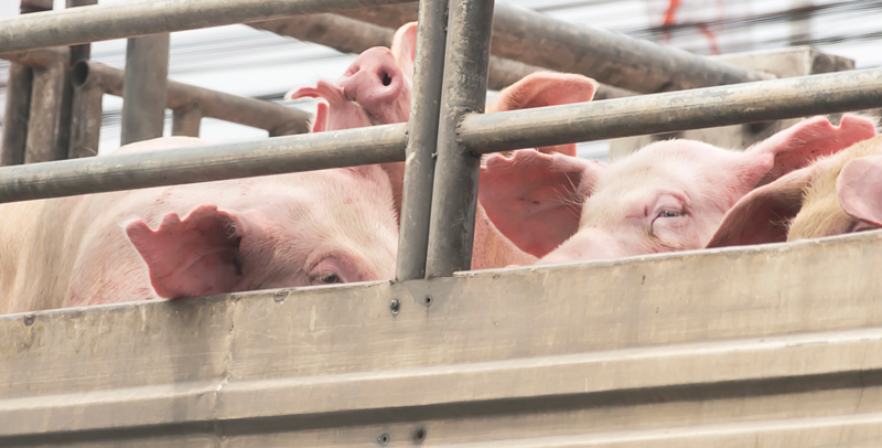 Deutsche Fleisch-Industrie deutlich gewachsen