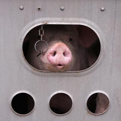 Afrikanische Schweinepest erobert die Kontinente