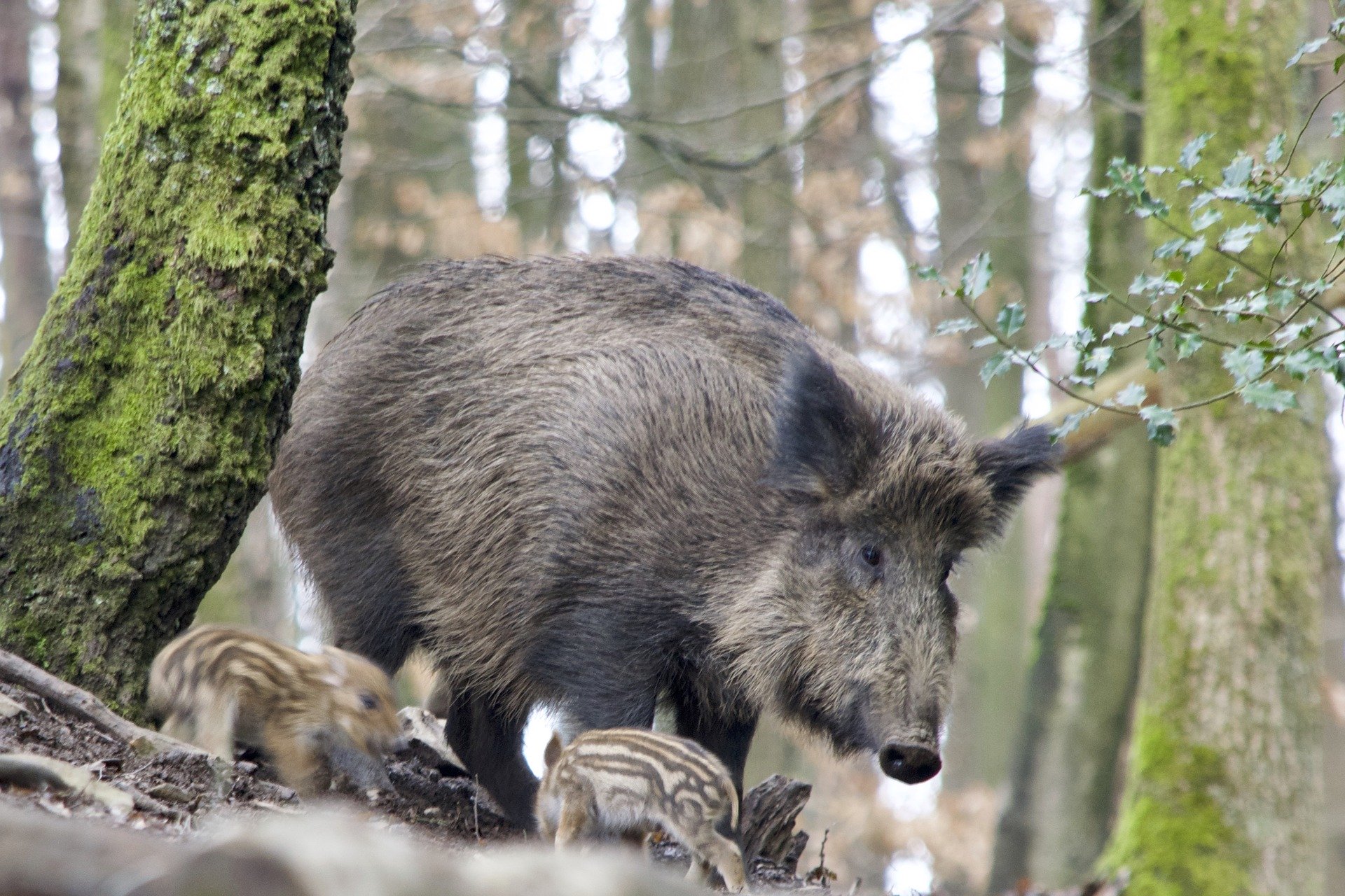 EU Kommission warnt vor Afrikanischer Schweinepest
