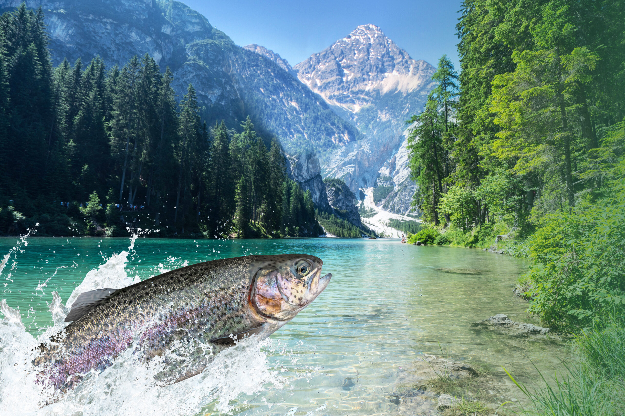 Tiroler Fisch online geangelt