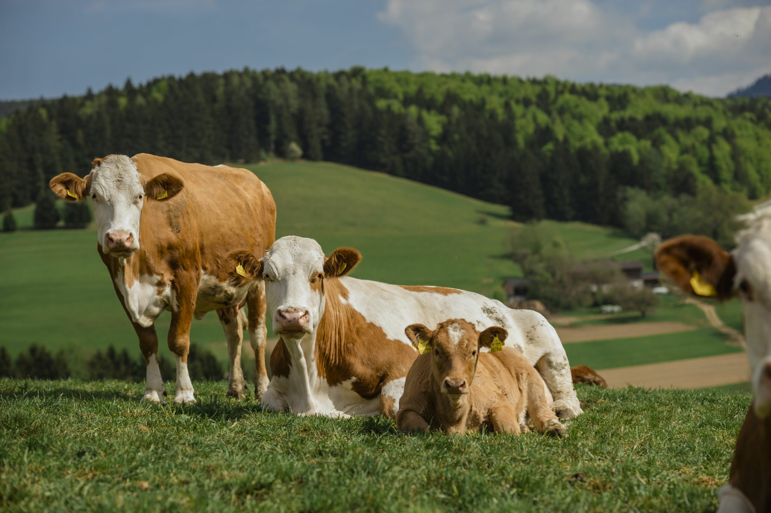 Die große Ja! Natürlich Umfrage zum Welttierschutztag