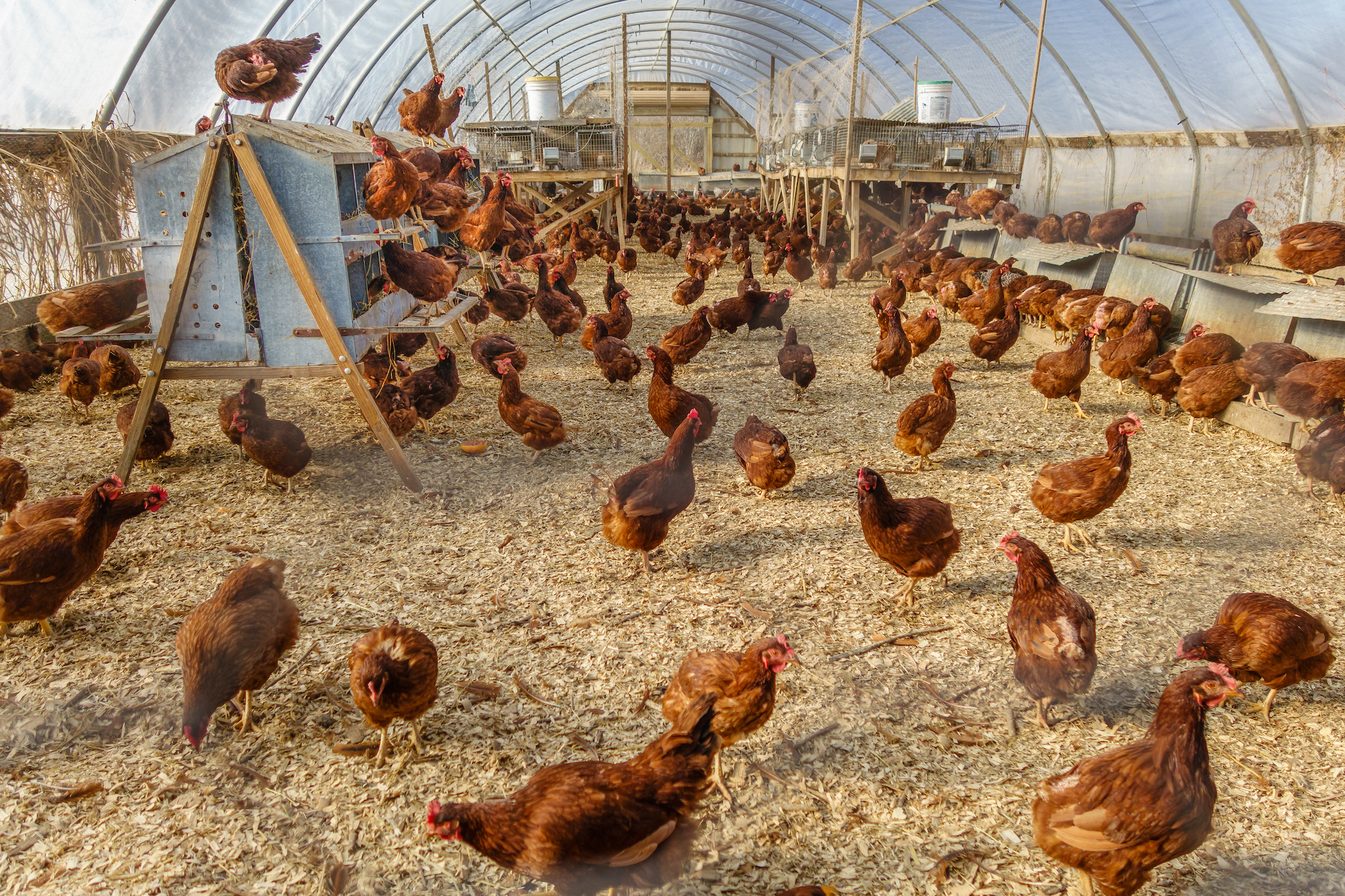 SPÖ-Sidl: EU muss bei Tierwohl nachbessern