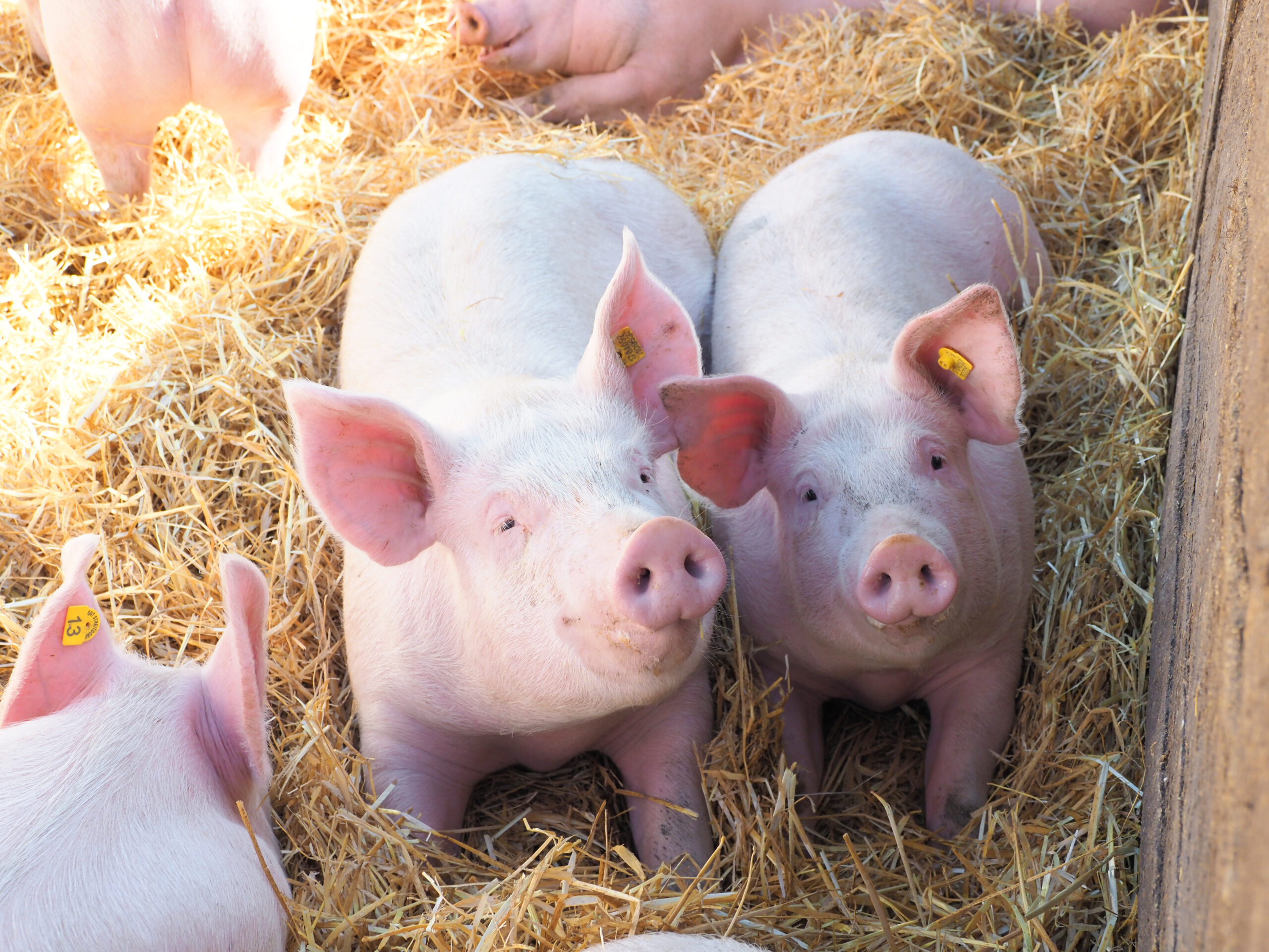 f.eh-Kampagne zu Fleisch: besser gut statt viel