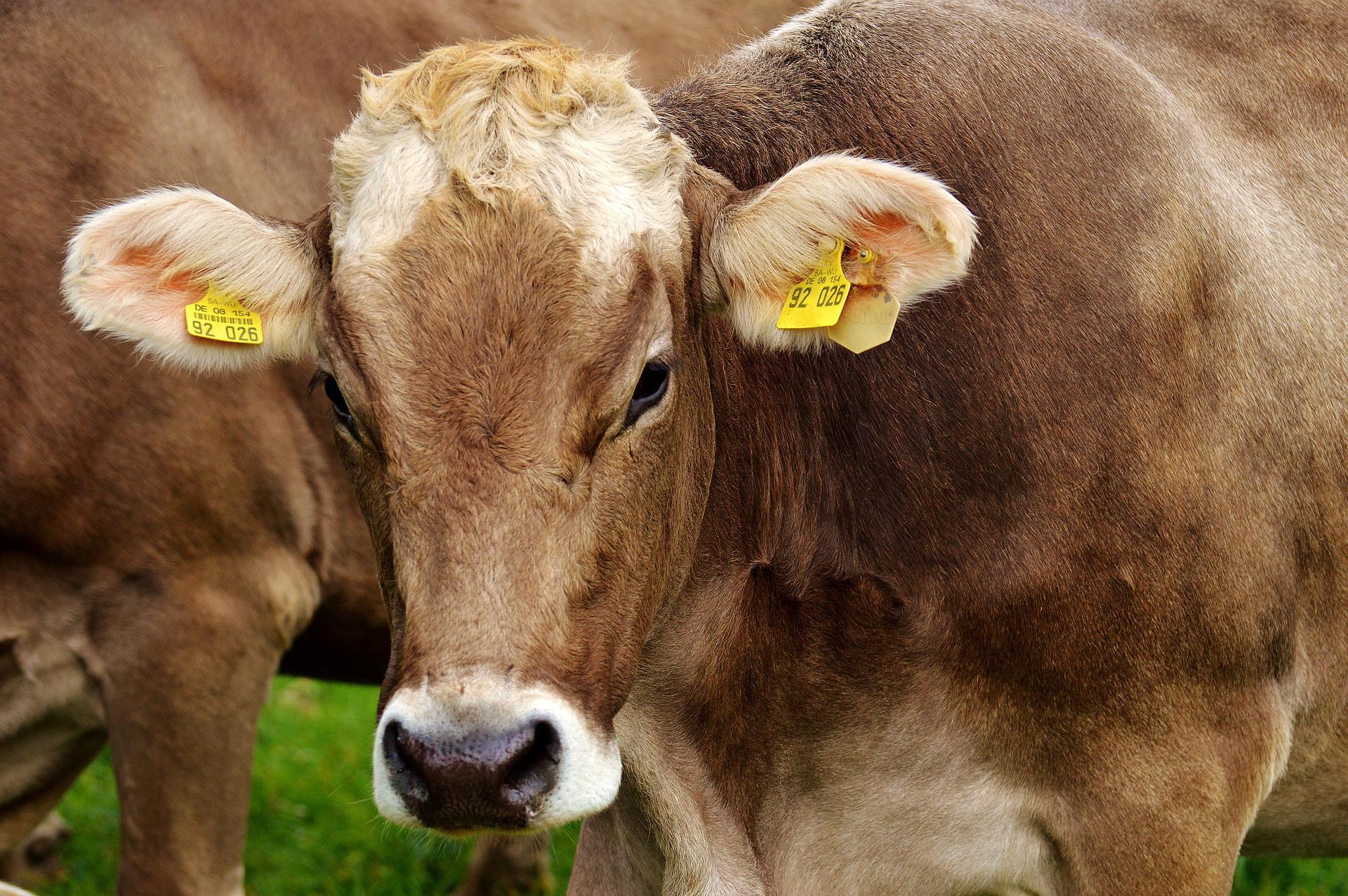 AK: Begutachtung zur Tierschutznovelle ignoriert?