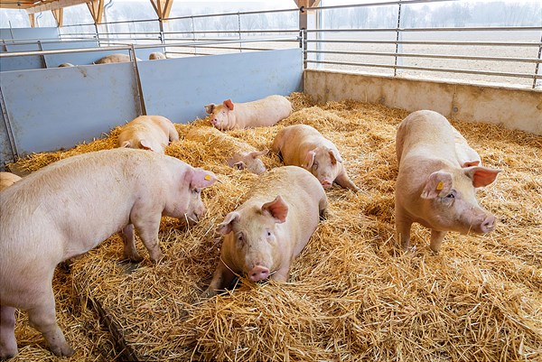 SPAR als größter Abnehmer von Fleisch aus tiefreundlicher Haltung