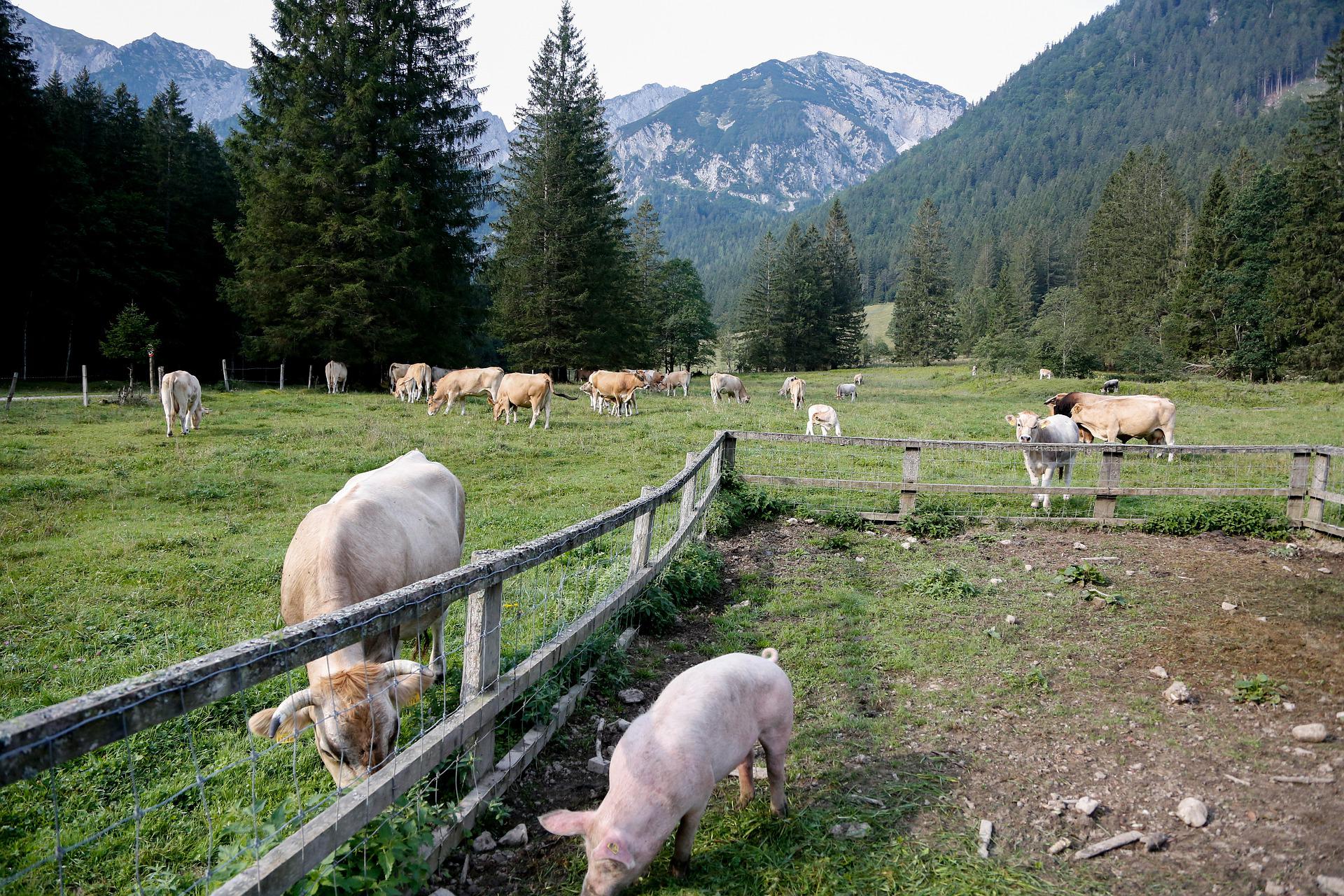 Weniger Rind, mehr Schwein - Viehbestand Österreich 2022