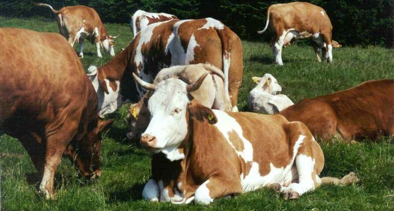 Tierschutzgesetz - neue Vorgaben in der Rinderhaltung