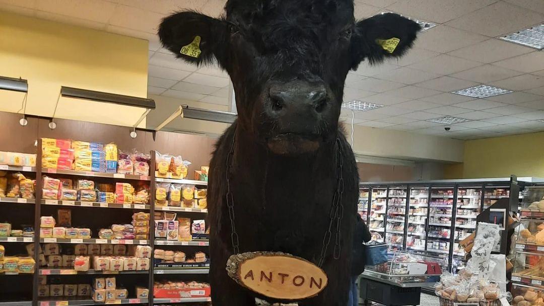 Ausgestopftes Rind sorgt in Brandenburg für helle Aufregung