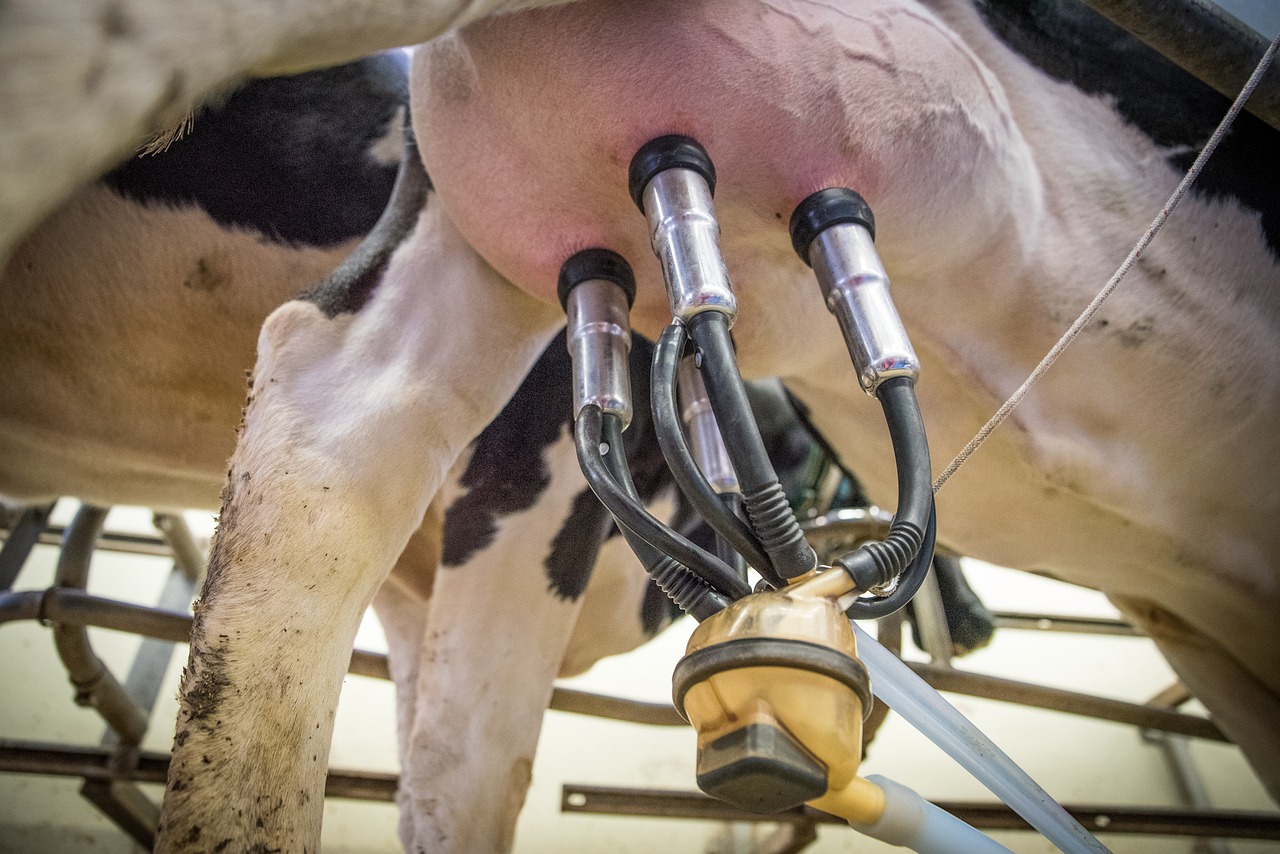 Milchproduktionsbetriebe setzen vermehrt auf Automatische Melksysteme