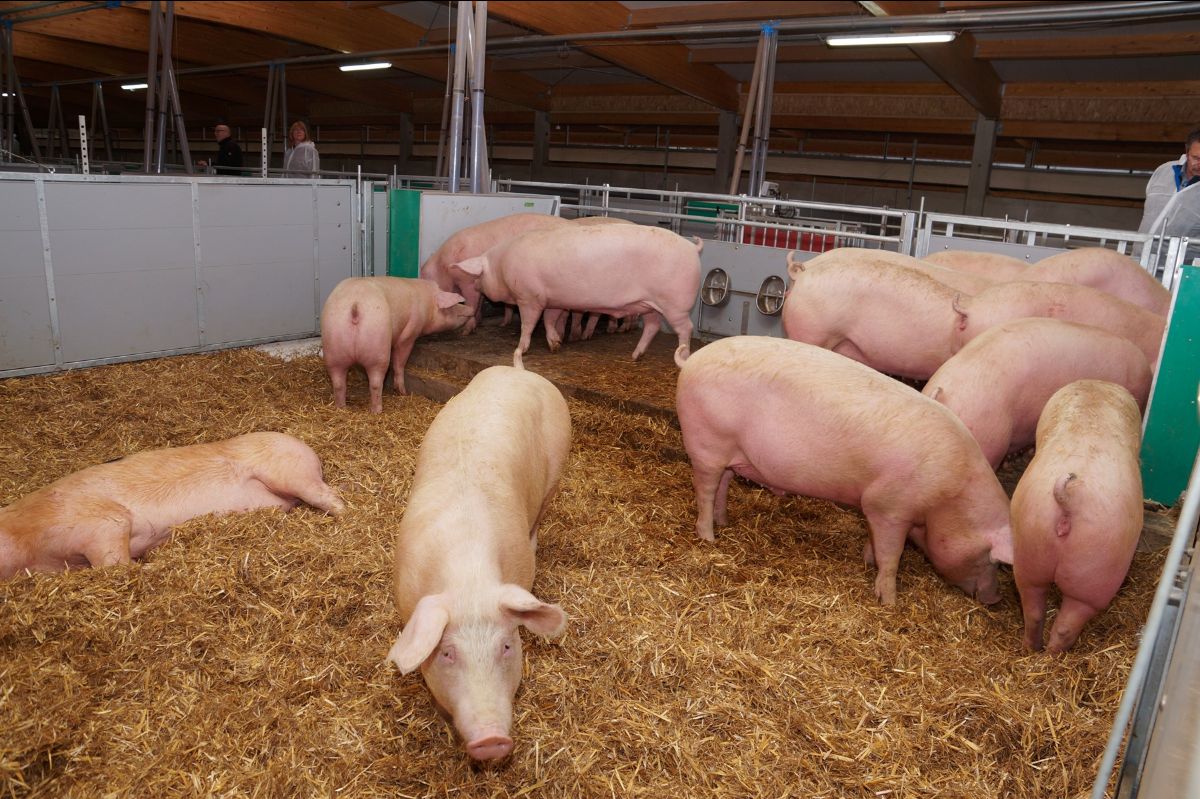 1.000 Strohschweine in einer Woche