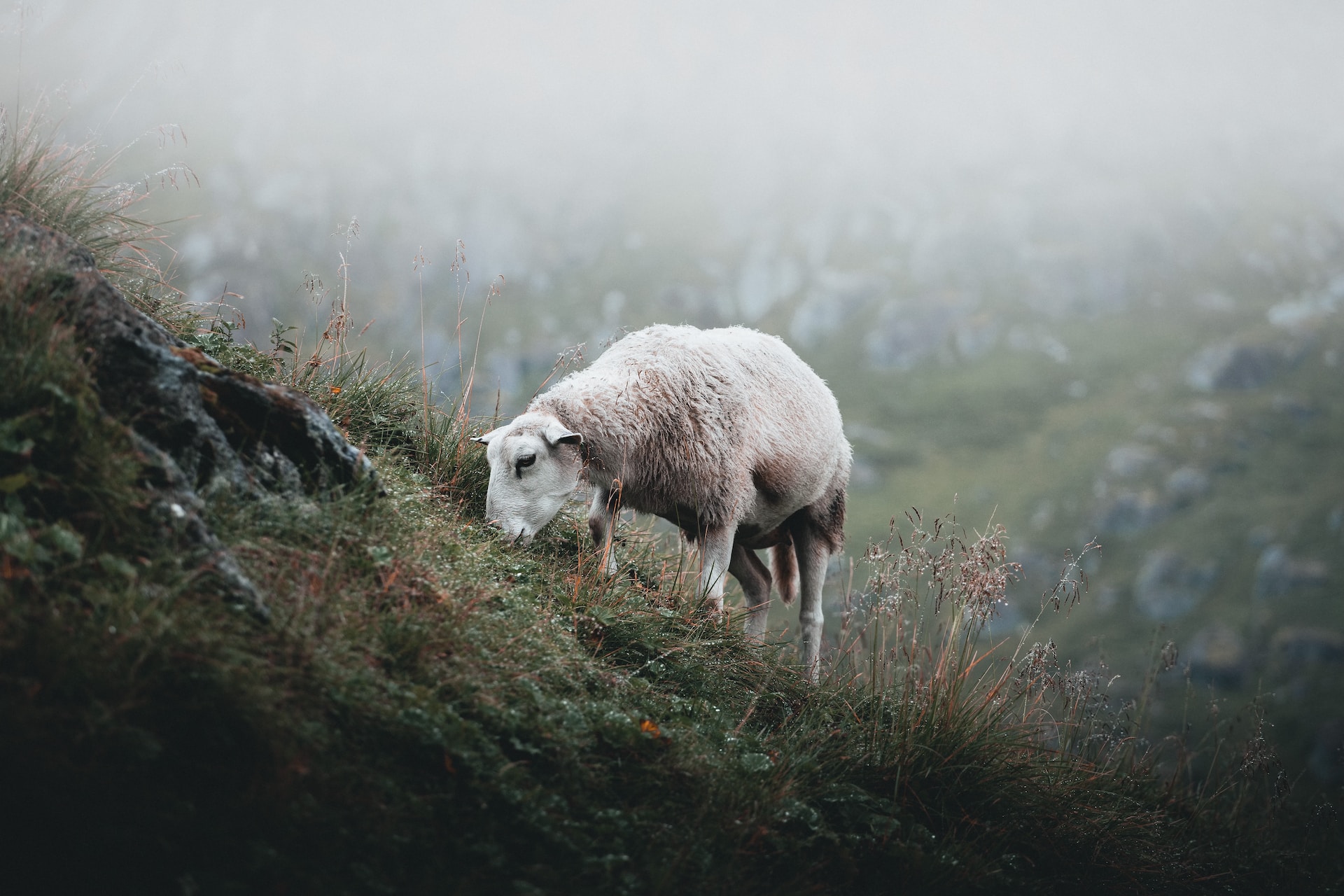 Wie sich Bergbauernhöfe in Europa auf den Klimawandel einstellen