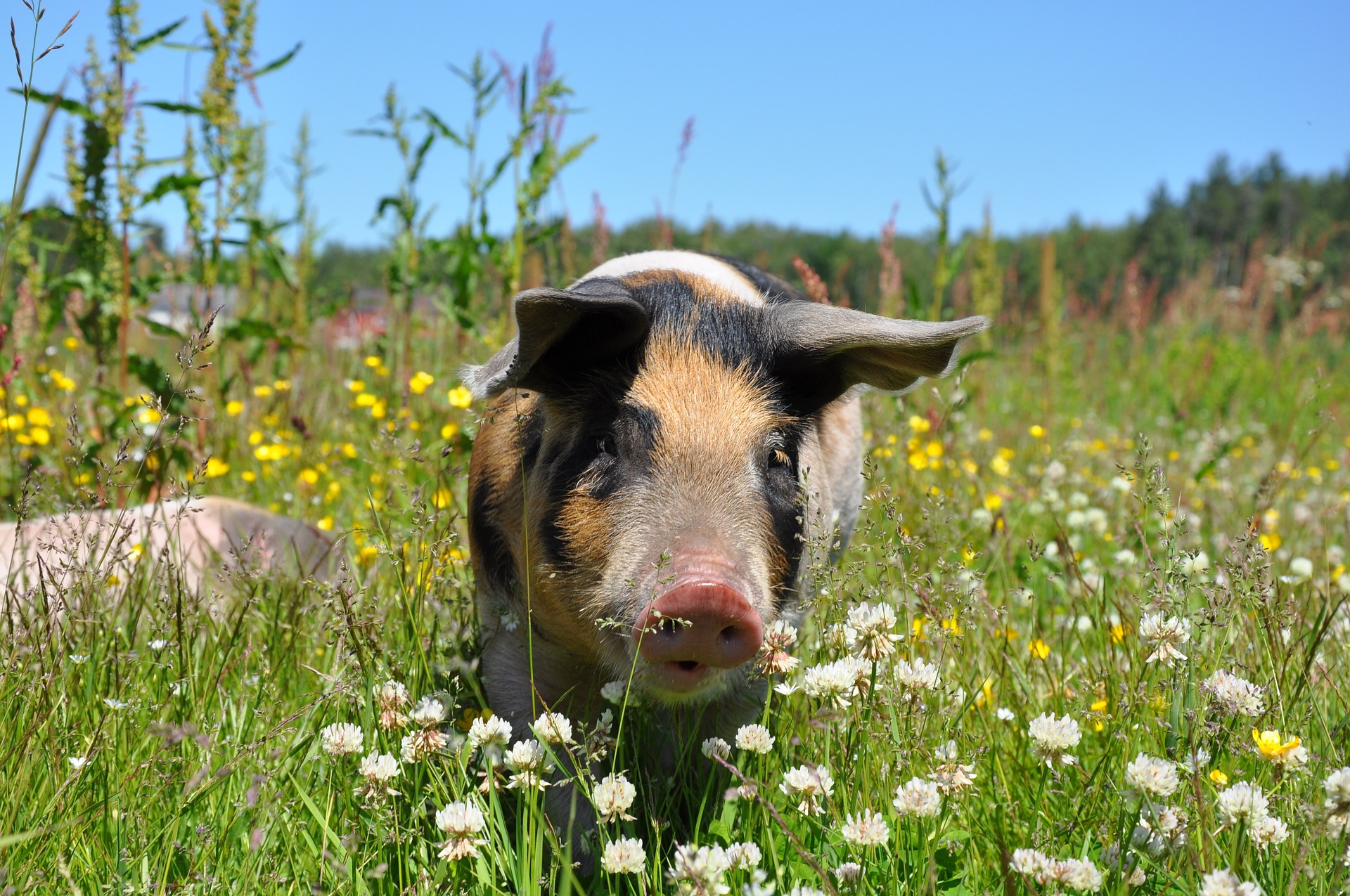 Deutschland: Grünes Licht für Tierhaltungskennzeichnungsgesetz