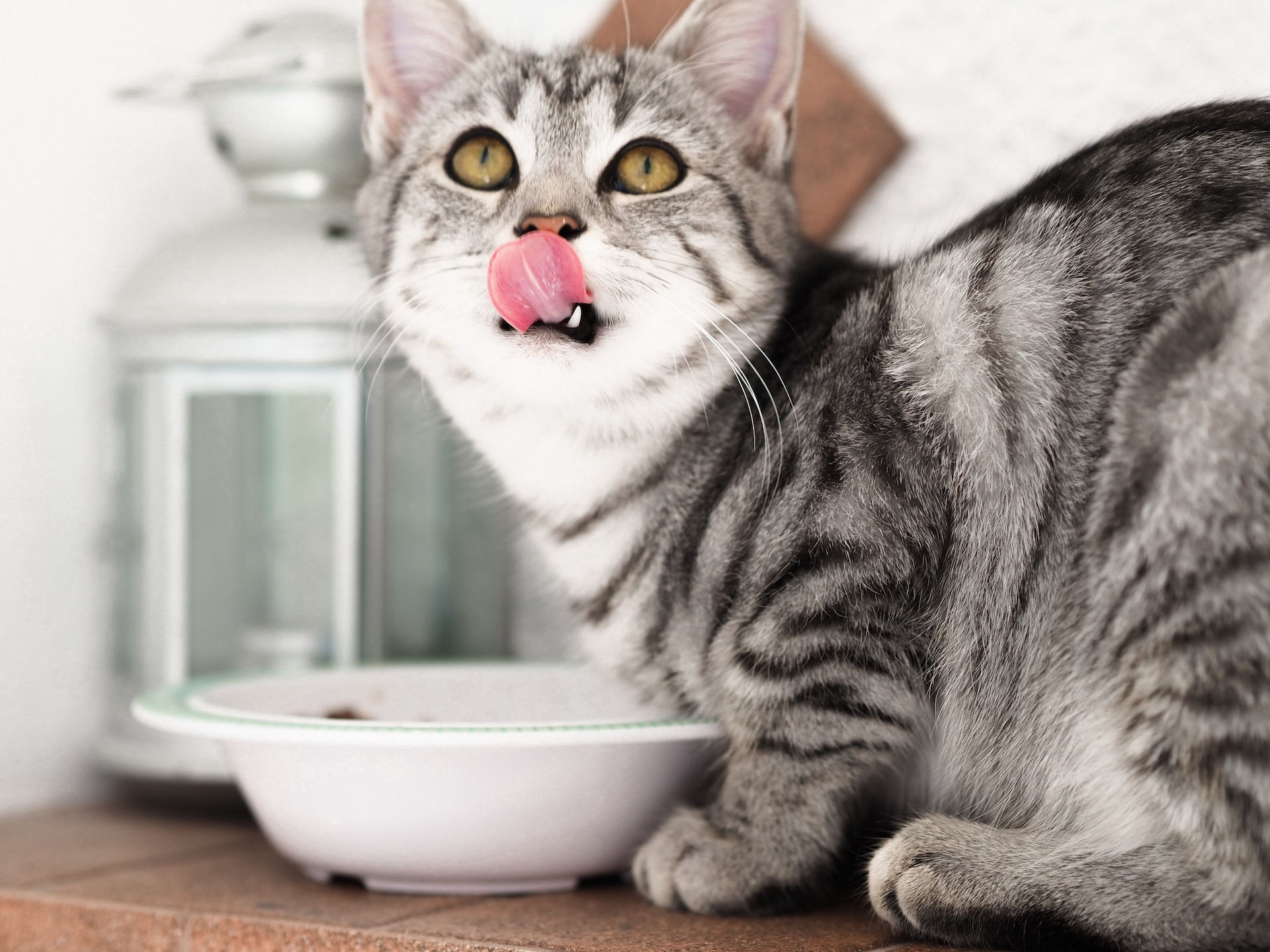 Fleischers Feinstes: Bestes Futter für Hunde und Katzen
