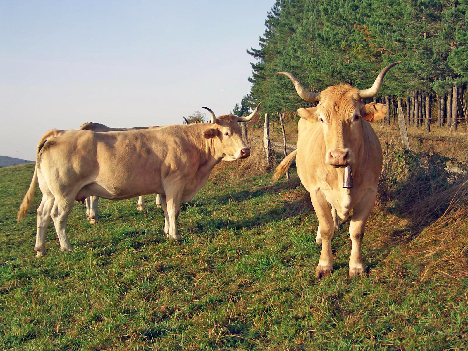 Rotes vs. Weißes Fleisch: Überraschende Studie zum Einfluss auf das Darmmikrobiom