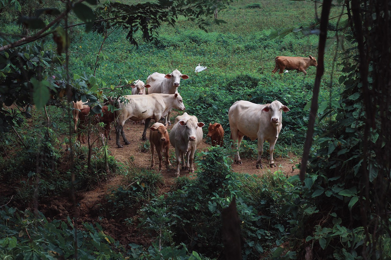 Die EU-Entwaldungsverordnung betrifft direkt auch die Fleischwirtschaft: Rindfleisch und Soja stehen im Fokus. Ein neuer Leitfaden zeigt Fleischern den Weg durch die komplexen Vorgaben. (Bild: Pixabay)