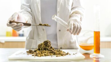 Neue Aromen: Pilze und Algen rücken zunehmend ins Blickfeld der Lebensmitteltechnologie. © Unsplash / 0liWd