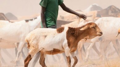 Tierhaltung und tierische Lebensmittel sind in vielen Entwicklungsländern kein Luxus, sondern eine tragende Säule von Ernährungssicherheit und wirtschaftlicher Stabilität. © Unsplash / Britt Weck